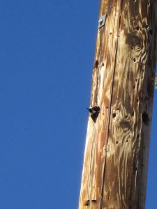 Nesting acorn woodpecker-- our next-door neighbor