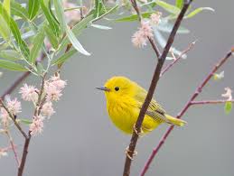 YelloWarbler