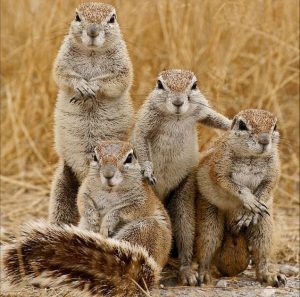 squirrel family