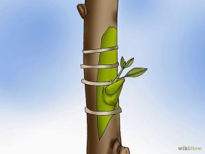 tree graft pic