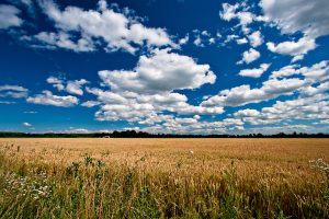 Dancers in the Wheat
