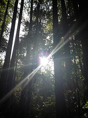 Hints of green appear as the sun finds an opening to shine into a forest of tall trees.